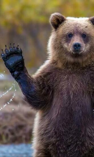 Live Wallpaper Grizzly Bear Android Apps On Google Play