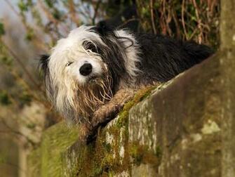 Old English Sheepdog Funny Fac Wallpaper