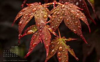 June Wallpaper David Griffin Photography