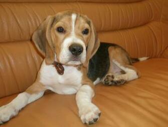 Funny Beagle Pictures With Captions Maxwell Is My