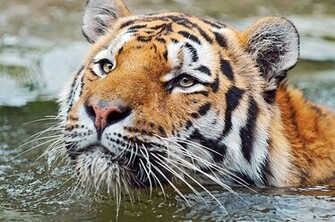 Best Wallpaper Amazing Cute Tiger Collections