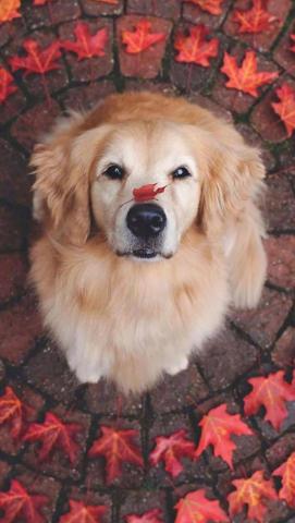 iPhone Wallpaper Golden Retriever