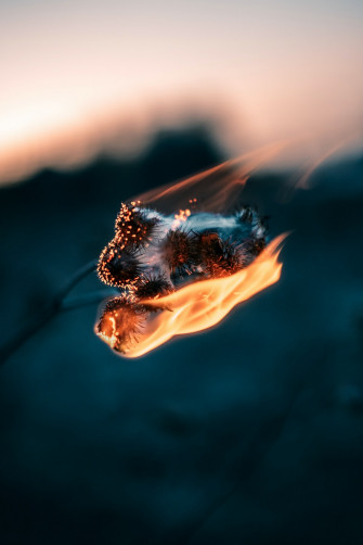 Brown And Black Butterfly On Orange Flame Photo Nature