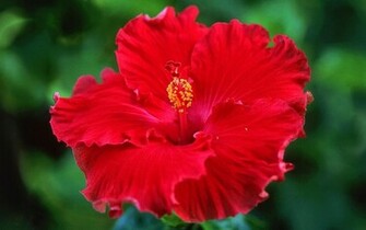 Red Hibiscus Wallpaper