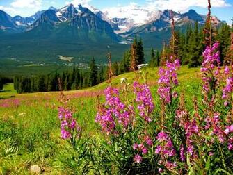 Mountain Wildflowers Wallpaper