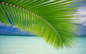 Windows Background Beach Palm Leaf Wallpaper X