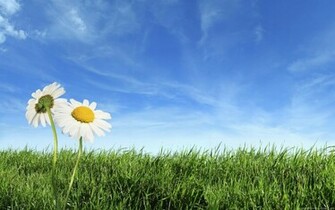 Animals S Nature Flowers Wallpaper Of