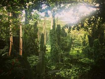File Manoa Falls Trail Jpg