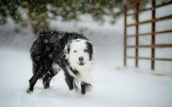 Winter Animals Dogs Wallpaper Desktop