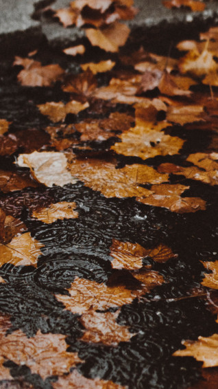 Autumn Phone Wallpaper