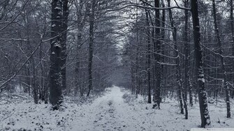 Winter Forest Wallpaper Image