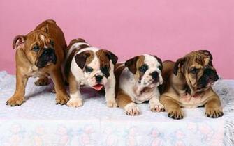 British Bulldog Wallpaper