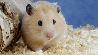 Cute Hamster Wallpaper Desktop