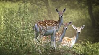 Fallow Deer 4k Wallpaper HD