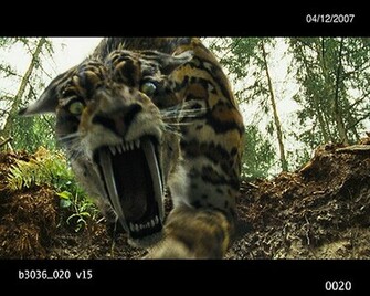 Go Back Gallery For Saber Tooth Tiger Wallpaper HD