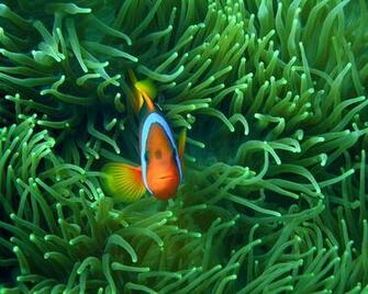 Computers Clown Fish Desktop Fishes Wallpaper HD