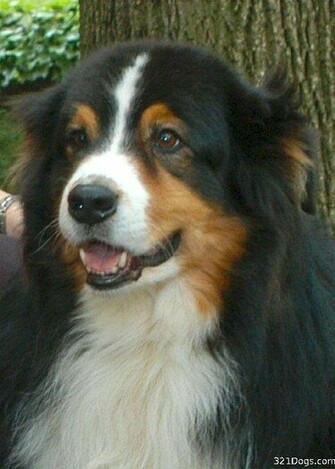 Australian Shepherd Wallpaper Pictures Breed Info