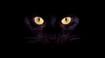 Cool Cat Eyes Wallpaper