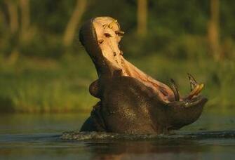 Wallpaper Hippopotamus Behemoth River Horse Jaws Canine Fusk