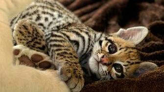 Ocelot Kitten HD Wallpaper Background Image Id