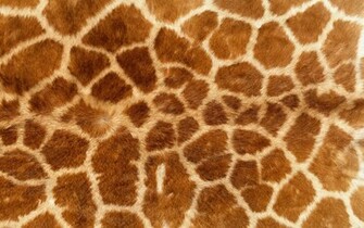 Fmp Design Context Bacardi Animal Skin