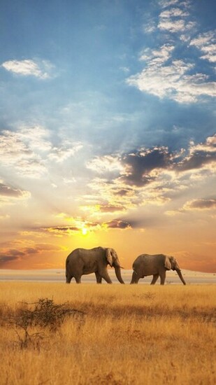African Elephant Galaxy S5 Wallpaper Samsung