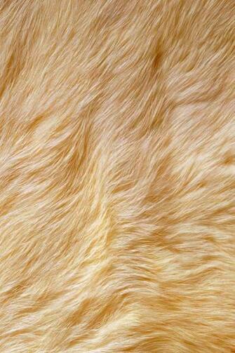 Fur iPhone Wallpaper