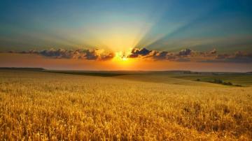 Farming Background Net