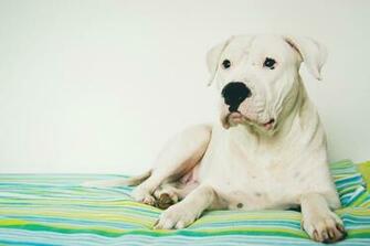 Beautiful Argentine Dogo Photo And Wallpaper