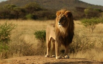 Awesome Lion Wallpaper Enjoy This HD From Below