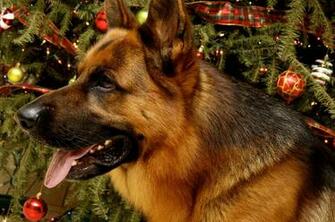 Christmas German Shepherd Wallpaper