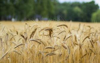 Wallpaper Field Summer Trees Nature Rye Spikelets Bread