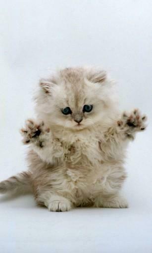 Bigger Pussy Cat HD Live Wallpaper For Android Screenshot