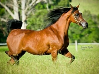 Arabian Horse Wallpaper