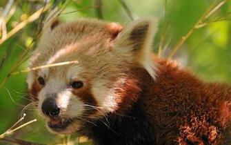 Go Back Image For Cute Red Panda Wallpaper