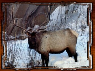 Yellowstone National Park Elk Pictures Wallpaper