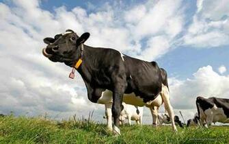 Beautiful Wallpaper For Desktop Cow HD