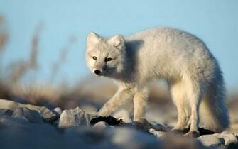 Tag Arctic Fox Wallpaper Background Photos Image And Pictures