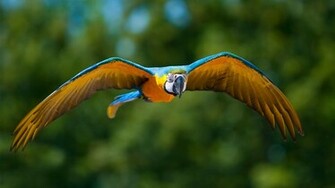 Macaw Parrot Sky Image Sa Wallpaper