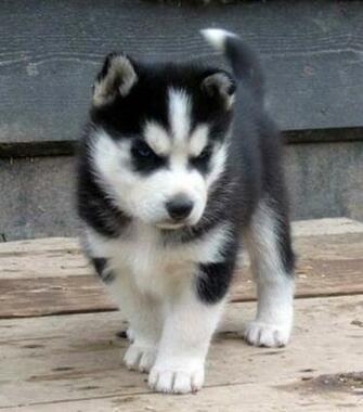 Siberian Husky With Baby Wallpaper M5x Eu