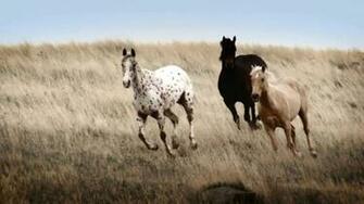 Wild Horse Wallpaper HD
