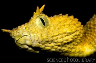 Scientific Name Atheris Squamiger Family Viperidae Adult Size At An