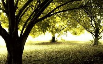 Cool Wallpaper Light In The Trees