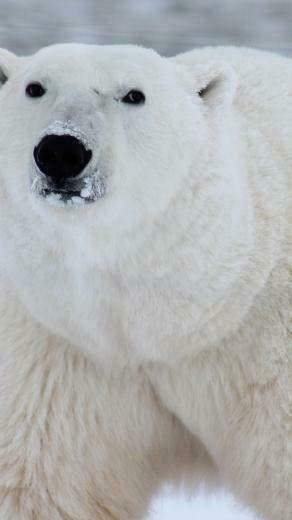 Wallpaper Polar Bear In His Environment