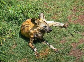 African Wild Dog Pictures Wallpaper Of