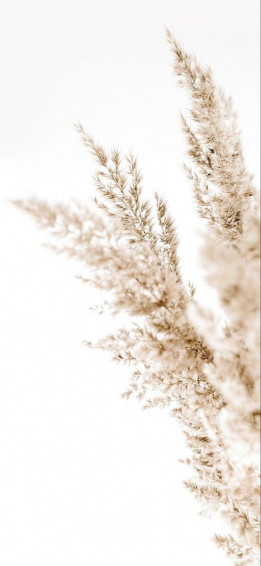 Cpcompanero On Wallpaper New iPhone