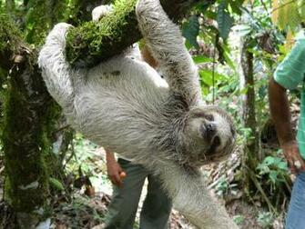 Sloth Wallpaper