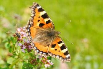 Category Animals HD Wallpaper Subcategory Butterflies