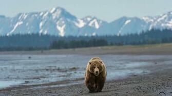 Grizzly Bear Background Wallpapertag