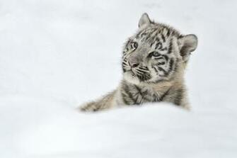 Tigers Baby In Snow Wallpaper HD